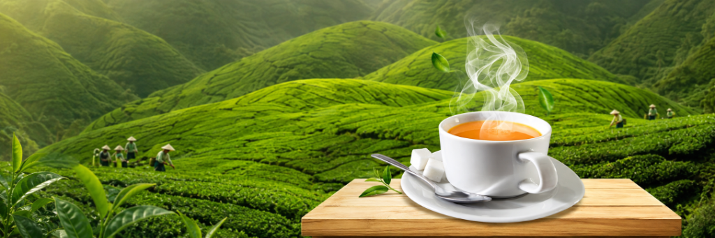 Tea Plantation and Morning Ritual